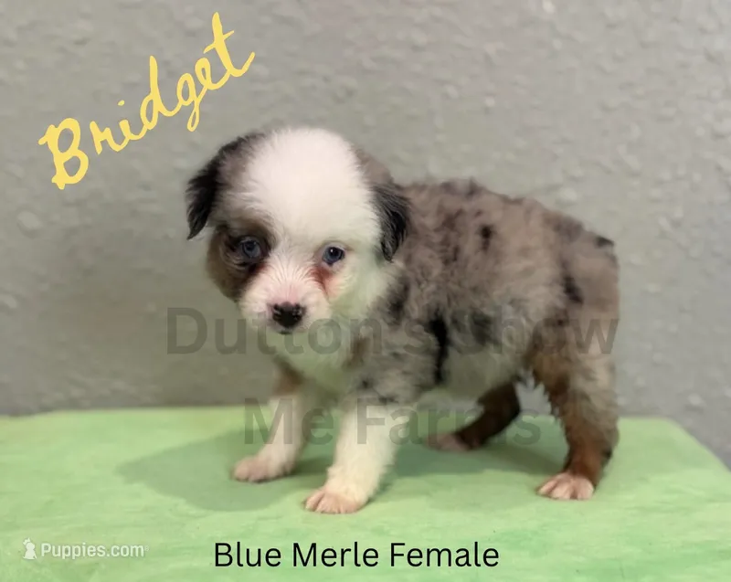 Bridget- Labor Day Sale – Miniature Australian Shepherd puppy for sale in Jasper, MO