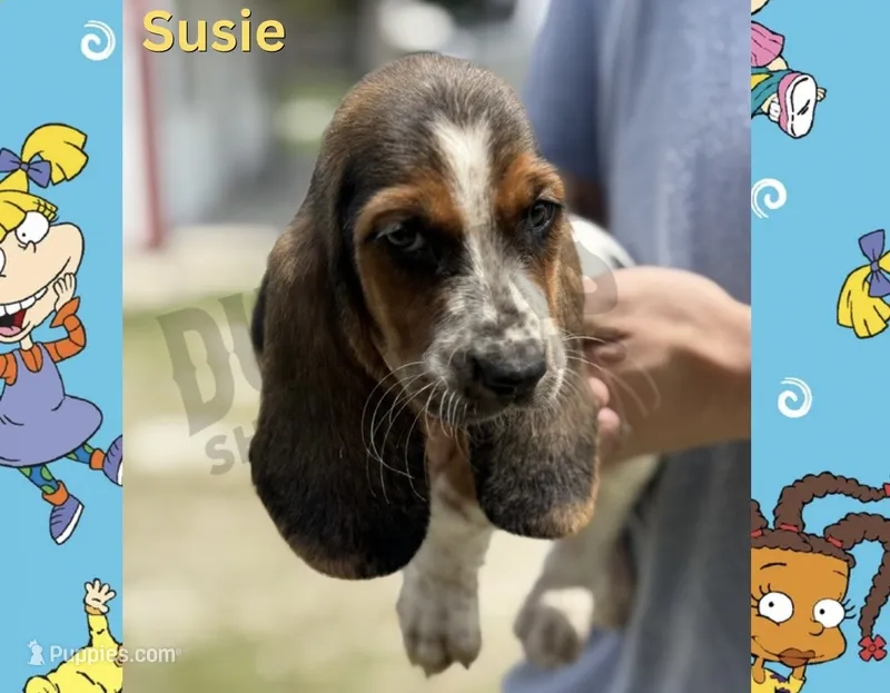 Susie – Basset Hound puppy for sale in Jasper, MO