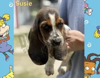 Susie, a female Basset Hound for sale in Jasper, MO – 1 of 2