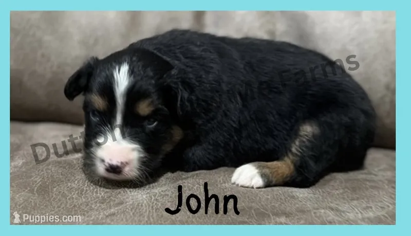 John - Fall Sale – Miniature Australian Shepherd puppy for sale in Oronogo, MO