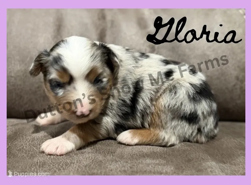 Gloria - Fall Sale – Miniature American Shepherd puppy for sale in Oronogo, MO