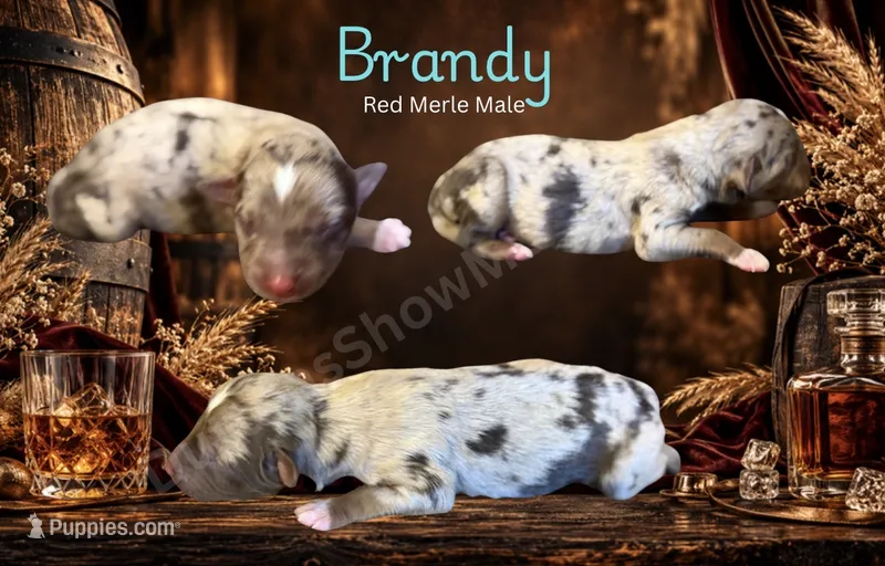 Brandy – Miniature American Shepherd puppy for sale in Oronogo, MO