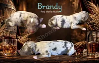 Brandy, a male Miniature American Shepherd for sale in Oronogo, MO – 1 of 2