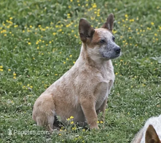 Havoc - Reduced til 5/23  – Australian Cattle Dog puppy for sale in Jasper, MO