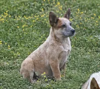 Havoc - Reduced til 5/23 , a male Australian Cattle Dog for sale in Jasper, MO – 1 of 1