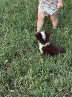 Havoc - Ready Now, a male Toy Australian Shepherd for sale in Jasper, MO – 9 of 9