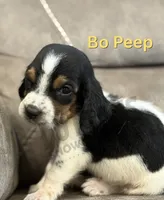 BoPeep, a female Basset Hound for sale in Jasper, MO – 1 of 1