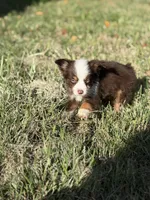 Havoc - AKCmas / ASDR & Ready Now, a male Miniature Australian Shepherd for sale in Oronogo, MO – 6 of 9