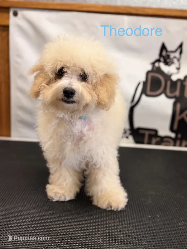 Theodore – Maltipoo puppy for sale in Jasper, MO