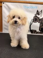 Theodore, a male Maltipoo for sale in Jasper, MO – 1 of 2