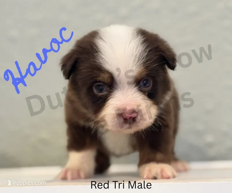 Havoc - blue eye – Miniature American Shepherd puppy for sale in Jasper, MO