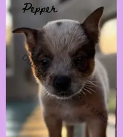 Pepper, a female Australian Cattle Dog for sale in Oronogo, MO – 2 of 2