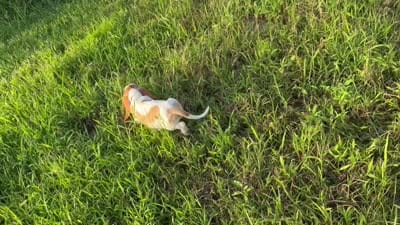 Angelica - Ready Now FLASH SALE, a female Basset Hound for sale in Jasper, MO – 3 of 3