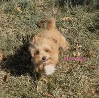 Jeanette , a female Maltipoo for sale in Jasper, MO – 2 of 2