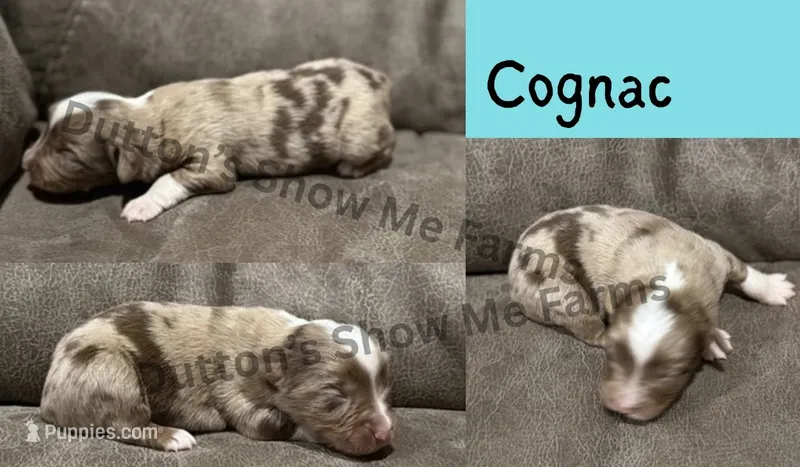 Cognac - Fall Sale  – Miniature Australian Shepherd puppy for sale in Oronogo, MO