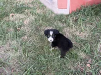 Oopsie - Ready Now, a male Toy Australian Shepherd for sale in Jasper, MO – 7 of 9