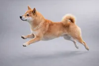 processed/bf07586b-1b01-4fd2-aca6-afbb6258ab94/listing/fdcaf238-304c-406d-a4fa-a79dc0846d47/59578944-d2ad-4cd2-a90f-800a8912d225