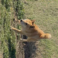 Tank - AKC Intact, a male Shiba Inu for sale in Jasper, MO – Photo 2 of 2