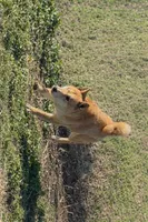 Tank , a male Shiba Inu for sale in Jasper, MO – Photo 2 of 2