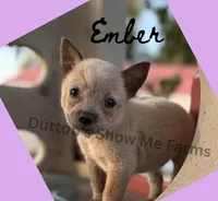 Ember - AKC , a female Australian Cattle Dog for sale in Oronogo, MO – 1 of 4
