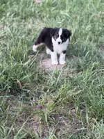 Creek - Ready Now, a male Miniature Australian Shepherd for sale in Jasper, MO – 3 of 4