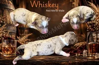 Whiskey, a male Miniature American Shepherd for sale in Oronogo, MO – 1 of 2