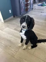 Gunner, a male Bernedoodle for sale in Eaton, CO – 2 of 8