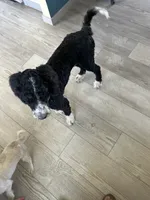 Gunner, a male Bernedoodle for sale in Eaton, CO – 3 of 8