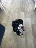 Gunner, a male Bernedoodle for sale in Eaton, CO – 4 of 8