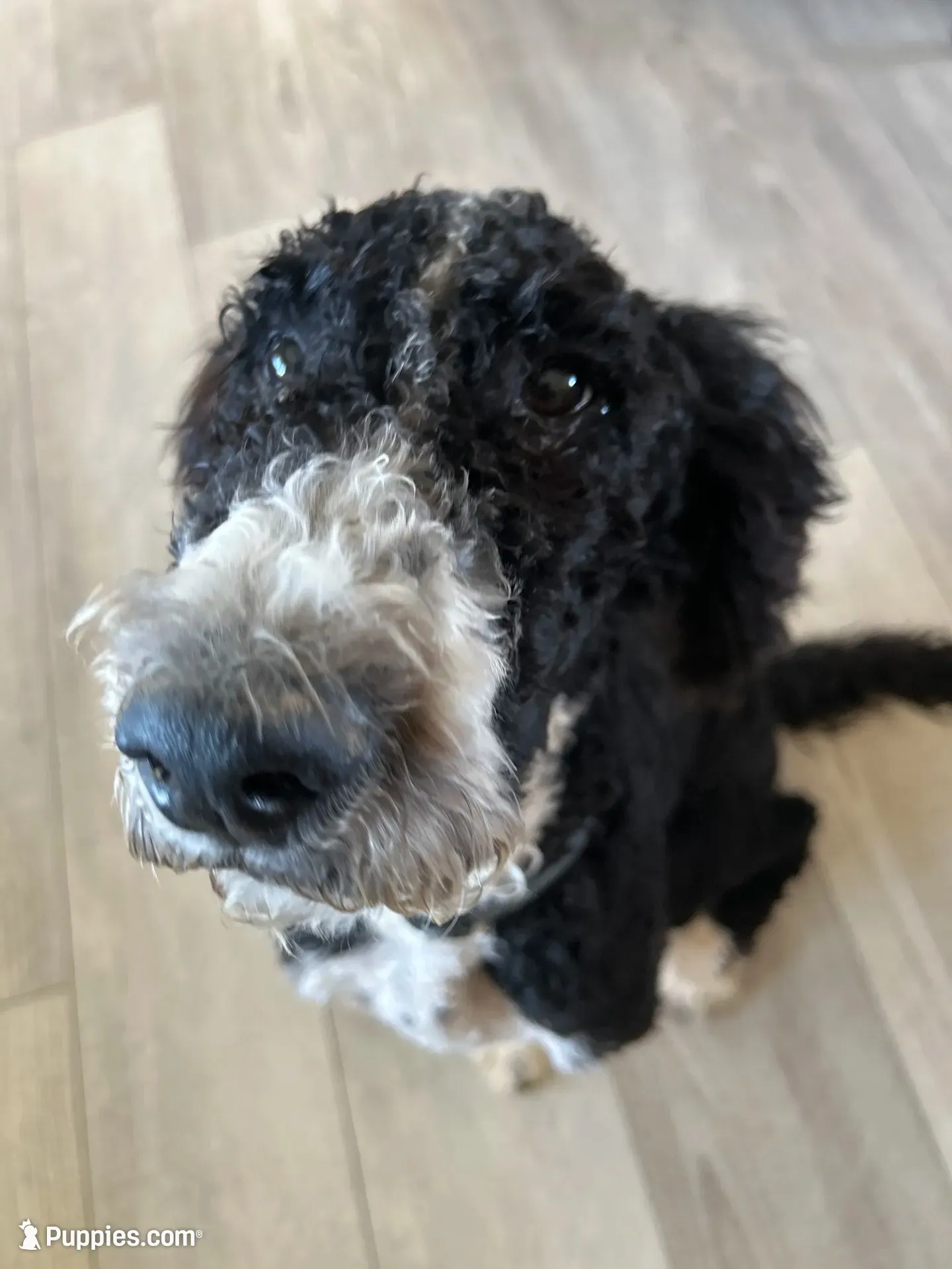 Gunner, a male Bernedoodle for sale in Eaton, CO – 8 of 8