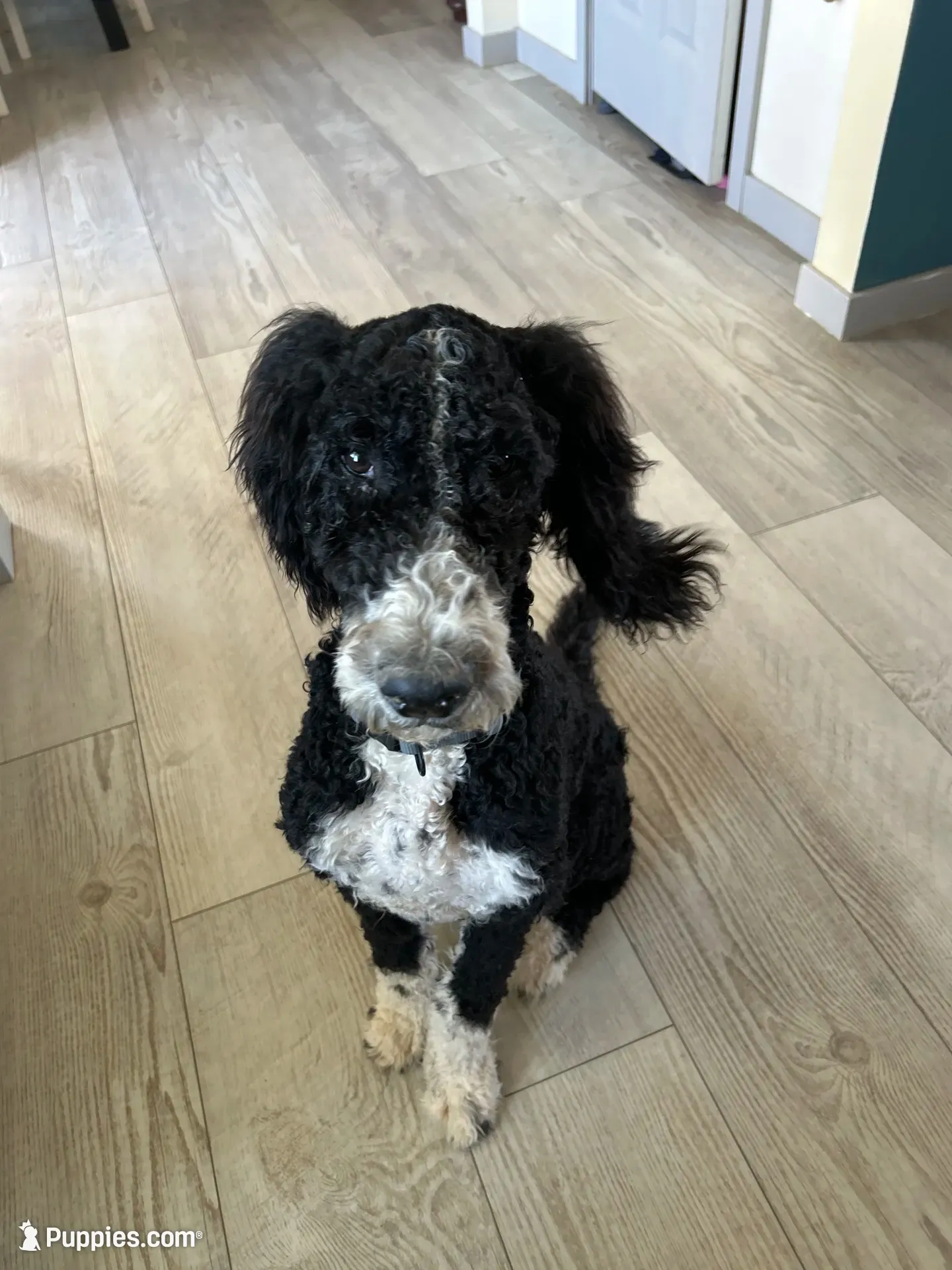 Gunner, a male Bernedoodle for sale in Eaton, CO – 1 of 8