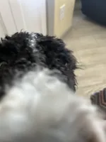 Gunner, a male Bernedoodle for sale in Eaton, CO – 5 of 8