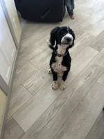 Gunner, a male Bernedoodle for sale in Eaton, CO – 7 of 8