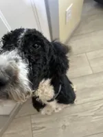 Gunner, a male Bernedoodle for sale in Eaton, CO – 6 of 8