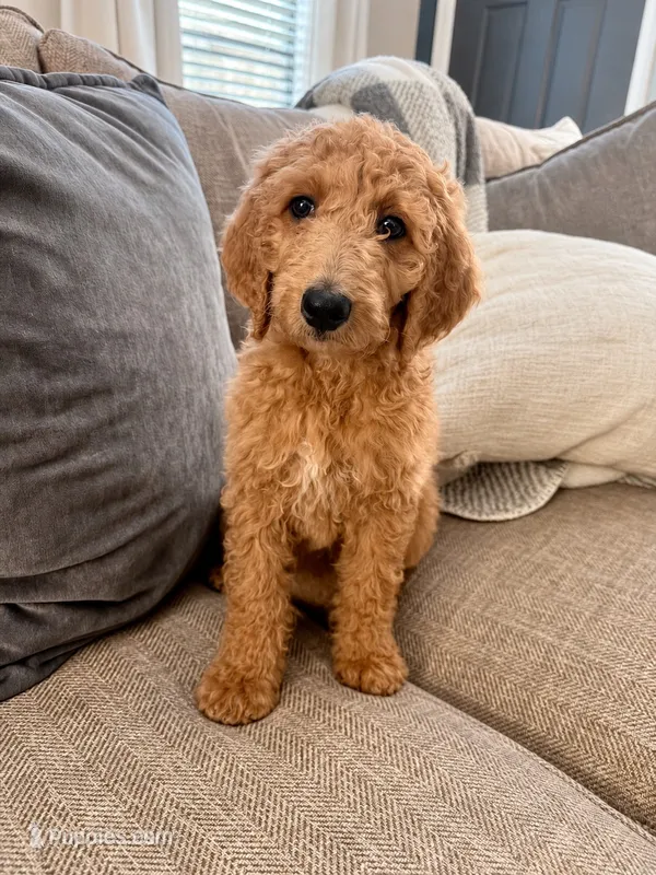 Baby Ruth 🍫 — Sweet, Cuddly & Just a Little Spicy 🌶️💕 – Goldendoodle puppy for sale in Gold Hill, NC