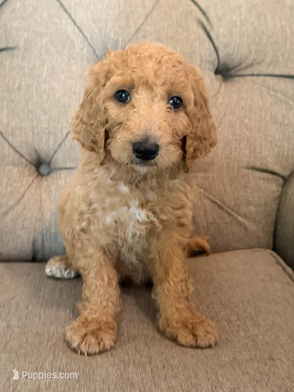 Baby Ruth – Goldendoodle puppy for sale in Gold Hill, NC