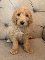Baby Ruth, a female Goldendoodle for sale in Gold Hill, NC – 1 of 3