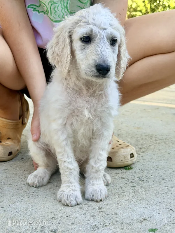 Twix 🍫 | Little Miss Small But Mighty! 💕 – Goldendoodle puppy for sale in Gold Hill, NC