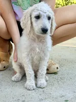 Twix 🍫 | Little Miss Small But Mighty! 💕, a male Goldendoodle for sale in Gold Hill, NC – 1 of 5