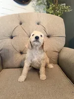 Butterfinger , a male Goldendoodle for sale in Gold Hill, NC – 4 of 5