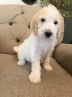 Almond Joy , a female Goldendoodle for sale in Gold Hill, NC – 5 of 6