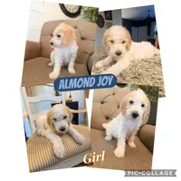 Almond Joy , a female Goldendoodle for sale in Gold Hill, NC – 6 of 6