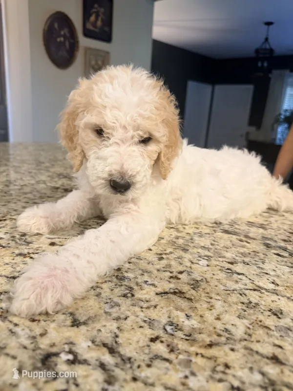 Almond Joy  – Goldendoodle puppy for sale in Gold Hill, NC