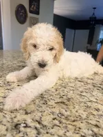 Almond Joy , a female Goldendoodle for sale in Gold Hill, NC – 1 of 6