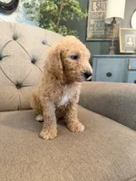 Milky Way, a male Goldendoodle for sale in Gold Hill, NC – 4 of 7