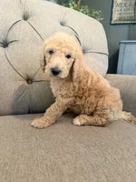 Milky Way, a male Goldendoodle for sale in Gold Hill, NC – 5 of 7