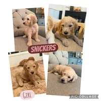 Snickers , a female Goldendoodle for sale in Gold Hill, NC – 4 of 4