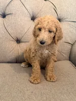 Baby Ruth, a female Goldendoodle for sale in Gold Hill, NC – 3 of 3