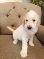 Almond Joy , a female Goldendoodle for sale in Gold Hill, NC – 3 of 6