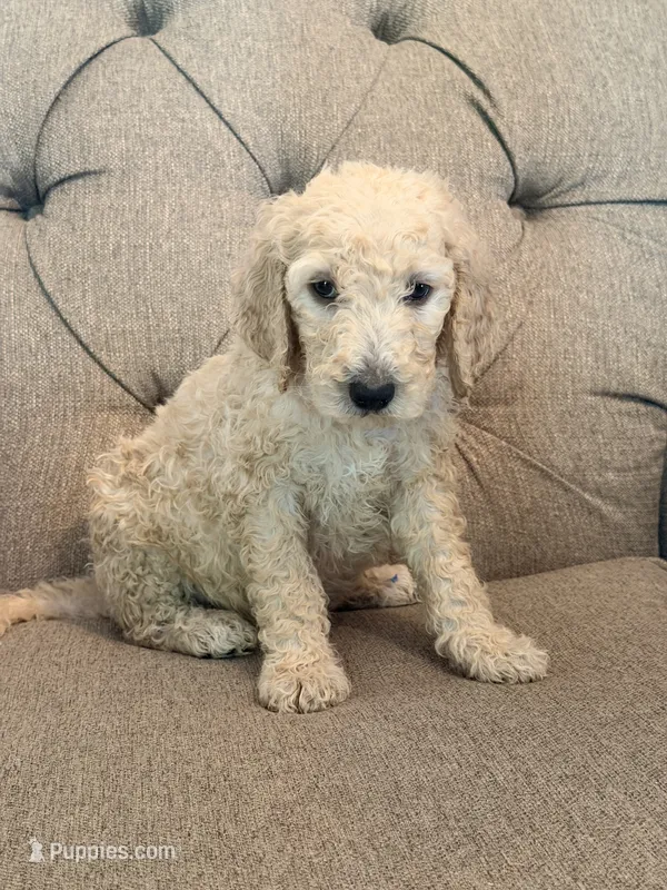 Butterfinger  – Goldendoodle puppy for sale in Gold Hill, NC